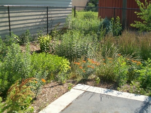 Rain garden image