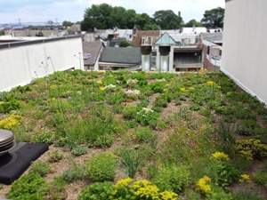 Green roof image