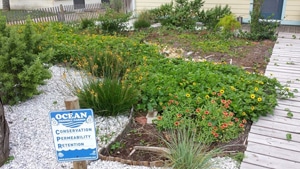 Rain garden image