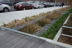 Rain garden image