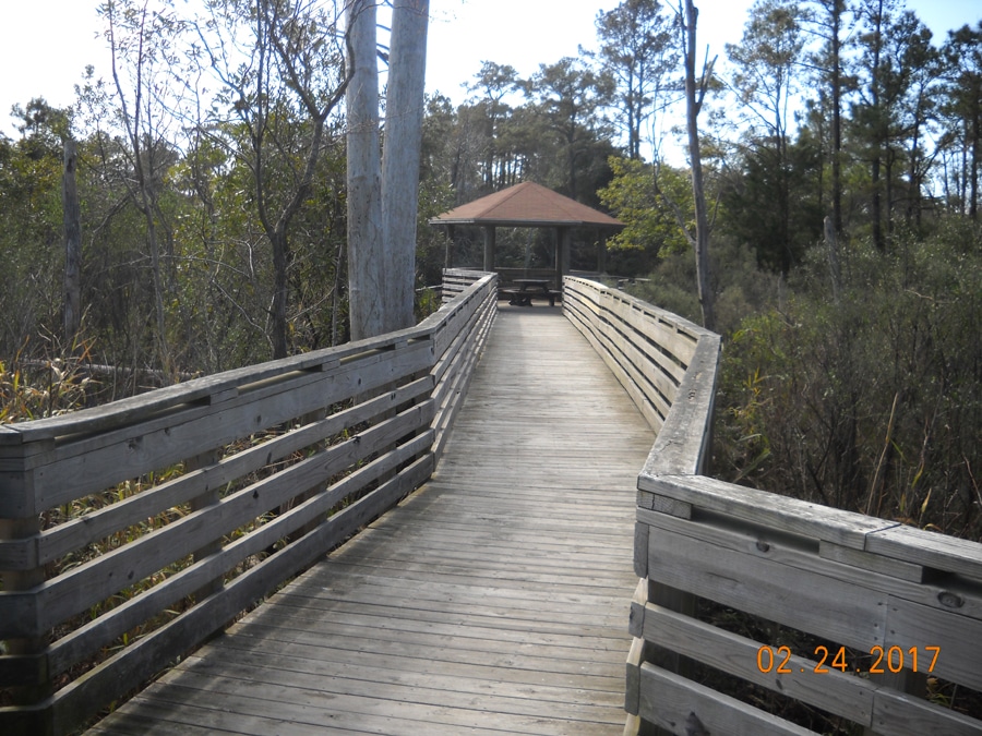 Raised trial in the Kitty Hawk Woods Reserve. Image courtesy of the Town of Kitty Hawk