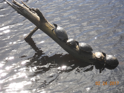 Turtles bask on log in Kitty Hawk Woods Reserve. Image courtesy of the Town of Kitty Hawk.