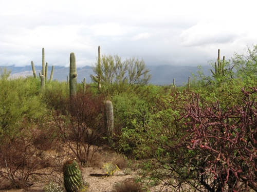 Sonoran Desert. Image courtesy of Ken Lund via the Flickr Creative Commons.