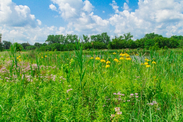 Flowering field protected as open space. Image courtesy of South Elgin, IL.